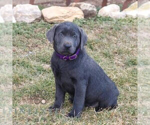 Labrador Retriever Puppy for sale in COATESVILLE, PA, USA