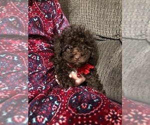 Poodle (Toy) Puppy for sale in JEFFERSONVILLE, IN, USA
