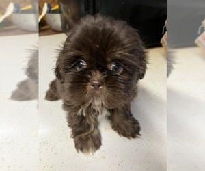 Morkie Puppy for sale in SALUDA, SC, USA