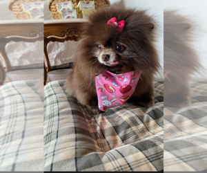 Pomeranian Dogs for adoption in Sioux Falls, SD, USA