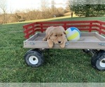 Small Photo #3 Golden Retriever Puppy For Sale in SPARTA, KY, USA