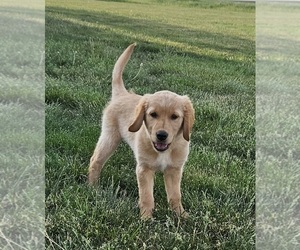 Golden Retriever Puppy for sale in MORRILL, KS, USA