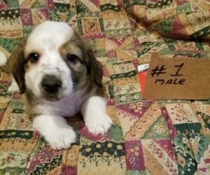 Dorgi Puppy for sale in HURST, IL, USA