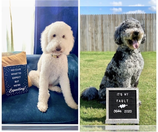 Medium Photo #1 Goldendoodle Puppy For Sale in SAN ANTONIO, TX, USA