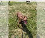 Small #1 American Staffordshire Terrier-Labrador Retriever Mix