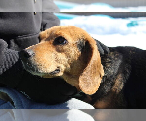 Medium Photo #4 Beagle Puppy For Sale in Chestertown, MD, USA