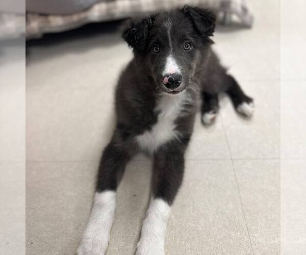 Medium Photo #1 Border Collie-Unknown Mix Puppy For Sale in Newfield, NJ, USA