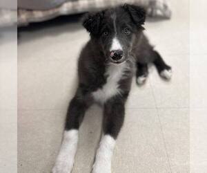 Border Collie-Unknown Mix Dogs for adoption in Newfield, NJ, USA