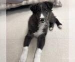 Small Border Collie Mix