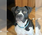 Small #1 American Pit Bull Terrier