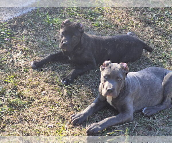 Medium Photo #13 Cane Corso Puppy For Sale in COLUMBIA, SC, USA