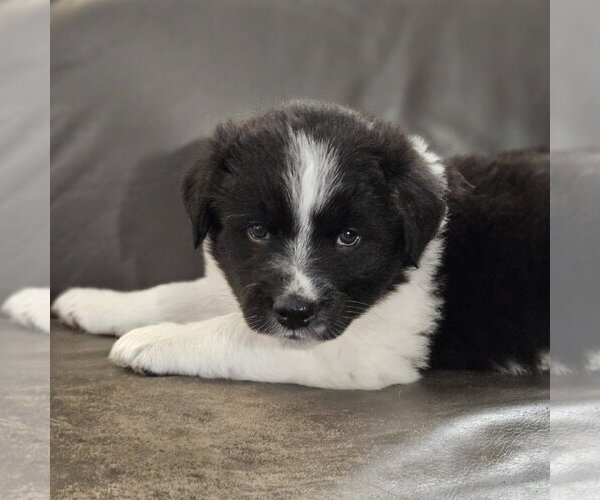 Medium Photo #1 Red Heeler-Unknown Mix Puppy For Sale in Fargo, ND, USA