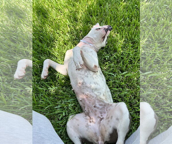 Medium Photo #3 Staffordshire Bull Terrier-Unknown Mix Puppy For Sale in The Woodlands, TX, USA