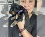 Small #82 Bernedoodle