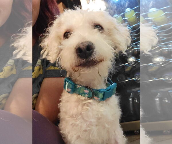 Medium Photo #5 Poodle (Miniature)-Unknown Mix Puppy For Sale in Corona, CA, USA