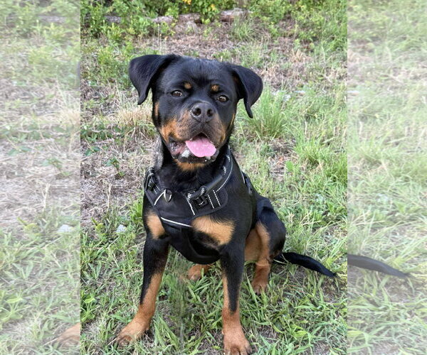 Medium Photo #13 Rottweiler Puppy For Sale in White Hall, AR, USA