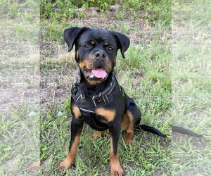 Eve - Female Rottweiler Dog for Adoption - Photo #13