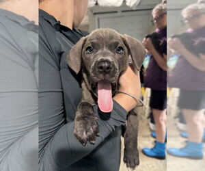 American Staffordshire Terrier-Unknown Mix Dogs for adoption in Brewster, NY, USA