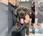 Small American Staffordshire Terrier Mix