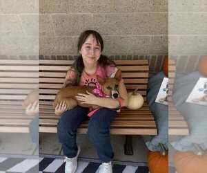Harriet - Female Mutt Dog for Adoption - Photo #4