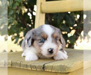 Aussie-Poo Puppy for sale in ARTHUR, IL, USA