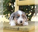 Small Aussie-Poo
