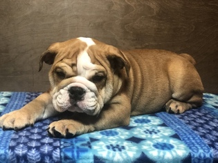English Bulldog Puppy for sale in OXNARD, CA, USA
