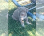 Small Photo #5 American Bully Puppy For Sale in EDON, OH, USA