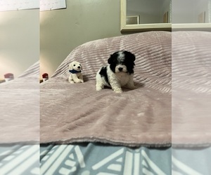 Poodle (Toy)-Yorkshire Terrier Mix Puppy for sale in BENSON, NC, USA