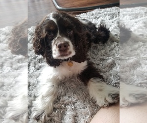 Cocker Spaniel Puppy for sale in CO SPGS, CO, USA