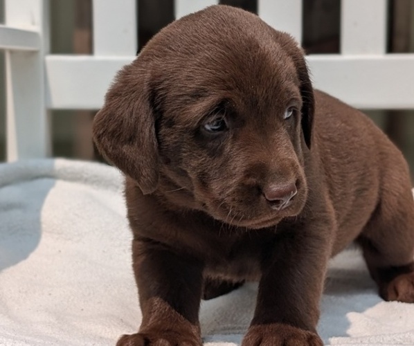 Medium Photo #21 Labrador Retriever Puppy For Sale in GOSHEN, IN, USA