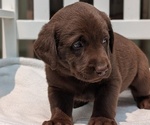 Small #7 Labrador Retriever