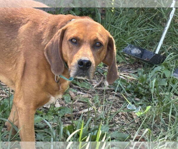 Medium Photo #13 Golden Retriever-Unknown Mix Puppy For Sale in Rustburg, VA, USA