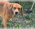 Small #12 Golden Retriever Mix
