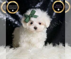 Maltese Puppy for sale in WARSAW, IN, USA
