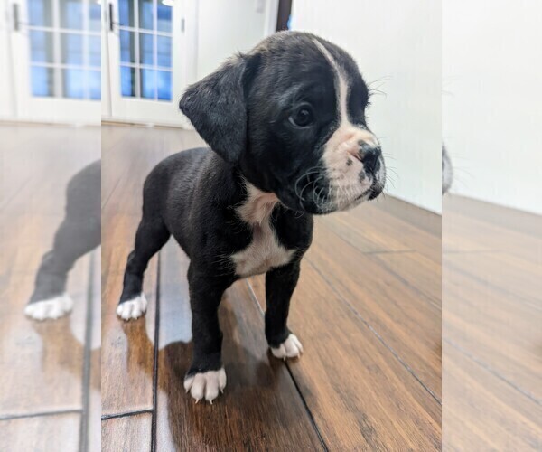 Medium Photo #1 Boxer Puppy For Sale in RIVER FALLS, WI, USA