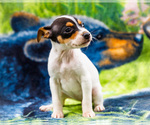 Small #6 Fox Terrier (Smooth)-Fox Terrier (Toy) Mix