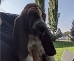 Small Photo #10 Basset Hound Puppy For Sale in ALPINE, UT, USA