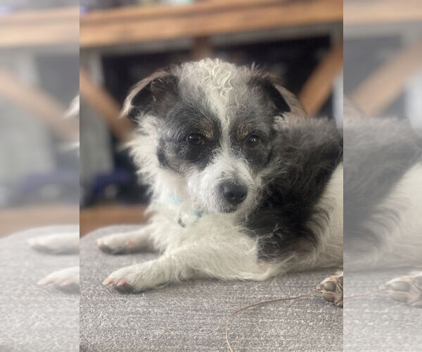 Medium Photo #2 Jack Russell Terrier-Unknown Mix Puppy For Sale in Arlington, VA, USA