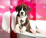 Small Photo #1 Boxer Puppy For Sale in VICI, OK, USA