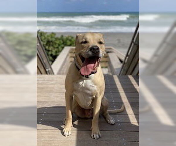 Medium Photo #2 Labrador Retriever-Unknown Mix Puppy For Sale in Royal Palm Beach, FL, USA
