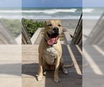 Small #1 Labrador Retriever Mix