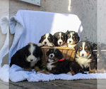 Small Photo #2 Bernese Mountain Dog Puppy For Sale in GAP, PA, USA