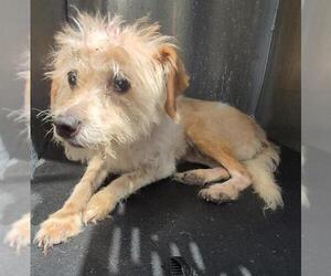 Mutt Dogs for adoption in San Antonio, TX, USA