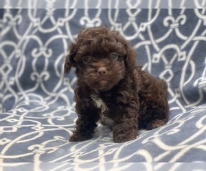 ShihPoo Puppy for sale in LAKELAND, FL, USA