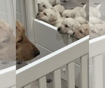 Small Photo #1 Labrador Retriever Puppy For Sale in GOODYEAR, AZ, USA