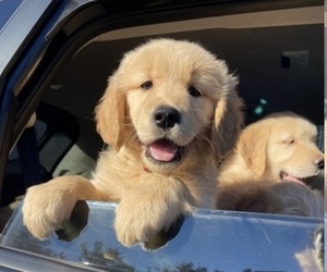Golden Retriever Puppy for sale in SALEM, NH, USA