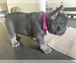 Small Photo #2 French Bulldog Puppy For Sale in PACIFIC, WA, USA
