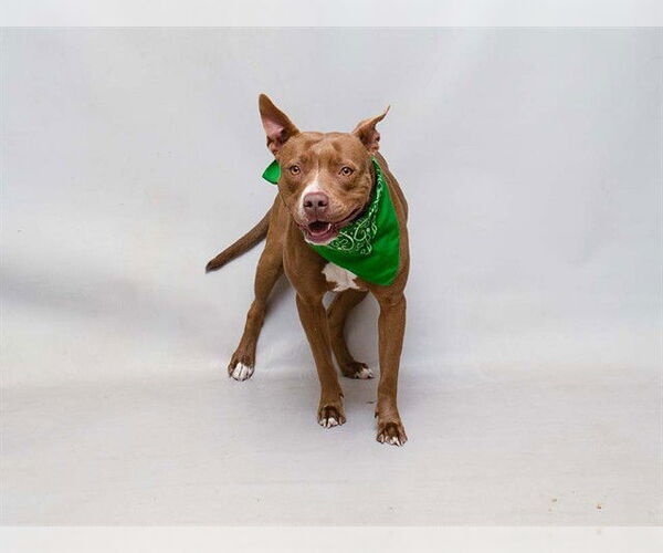 Medium Photo #1 Mutt Puppy For Sale in Sanford, FL, USA