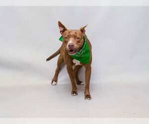 Mutt Dogs for adoption in Sanford, FL, USA